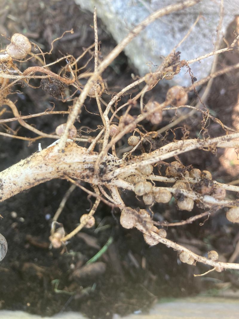 Check Roots For Swollen Galls