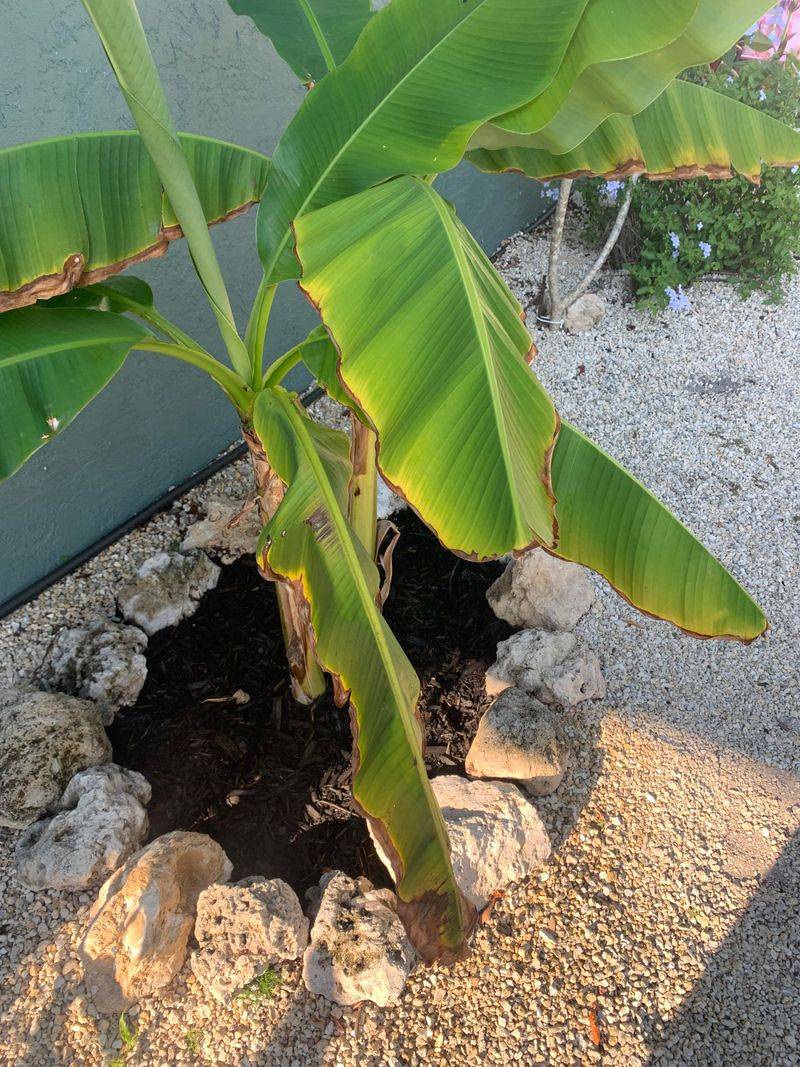 Check Soil Moisture Before Adding More Water Check Soil Moisture Before Adding More Water