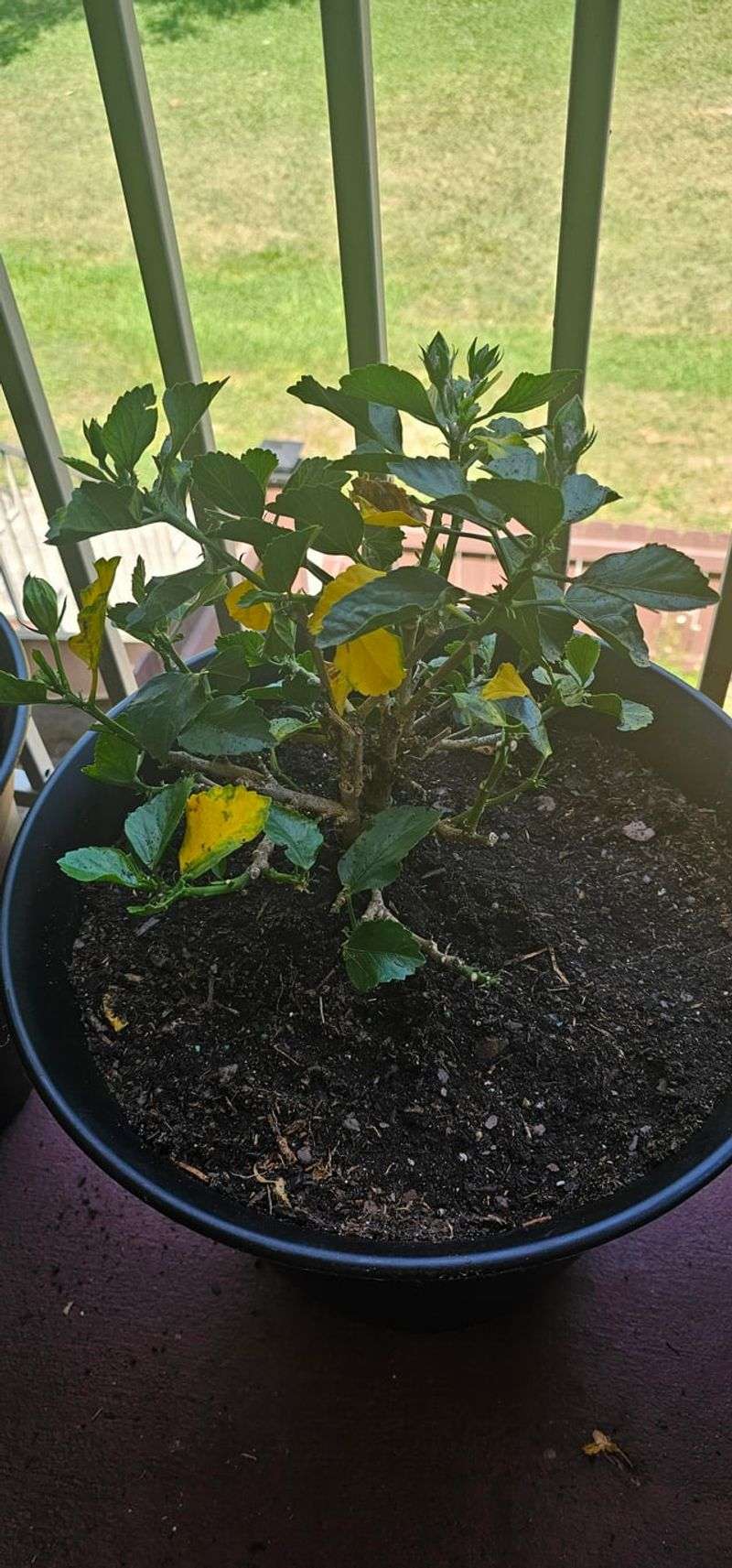 Check Soil Moisture Before Hibiscus Wilts Hard Check Soil Moisture Before Hibiscus Wilts Hard