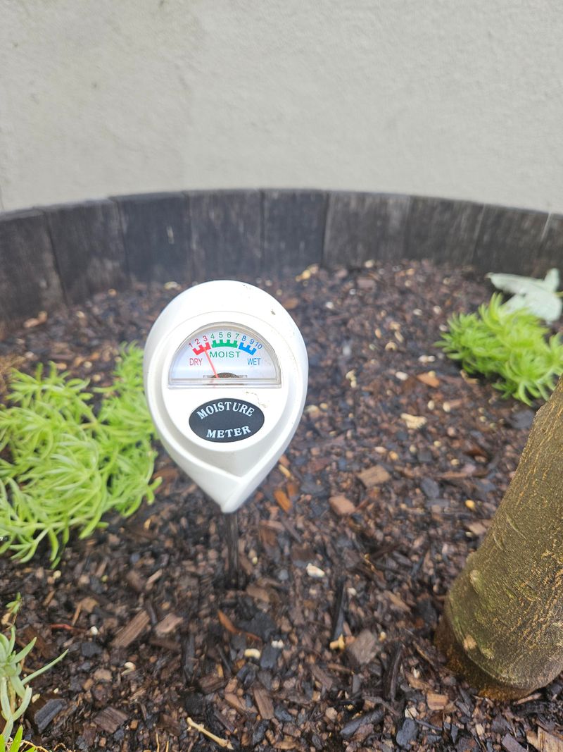 Check Soil Moisture Before Turning On The Hose