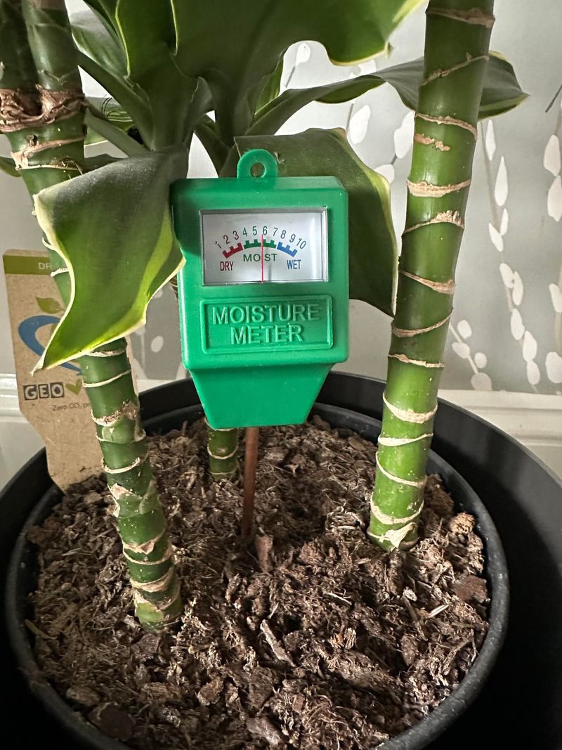 Check Soil Moisture Every Morning During Heat