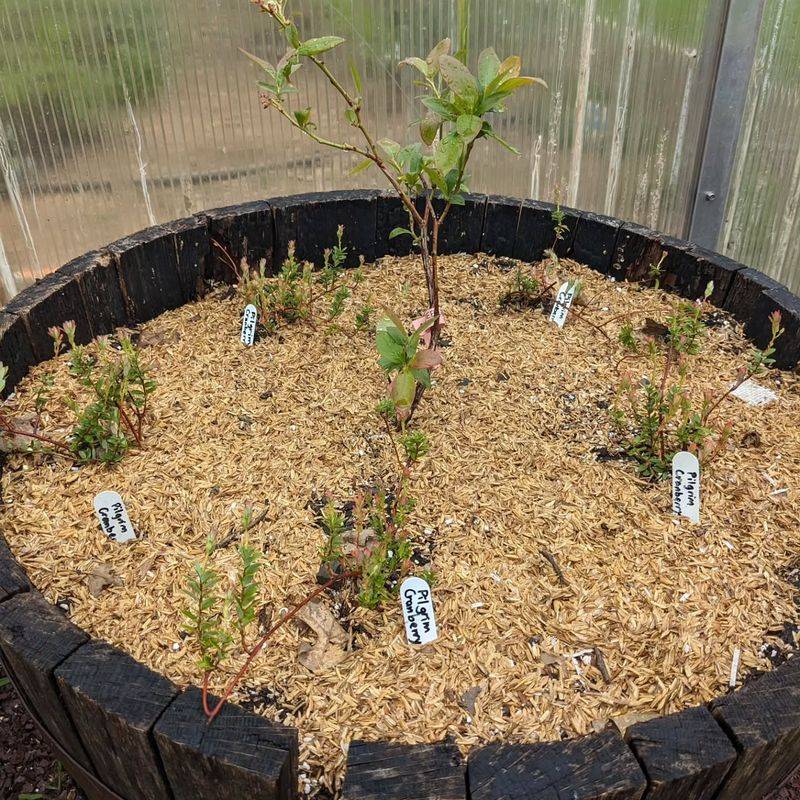 Check Soil pH Before Deciding Your Bush Needs Feeding Check Soil pH Before Deciding Your Bush Needs Feeding