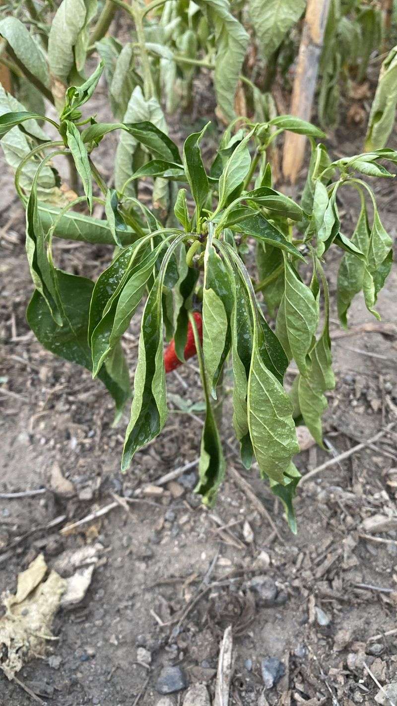 Check Stems Before Cutting Back Crispy Leaves Check Stems Before Cutting Back Crispy Leaves