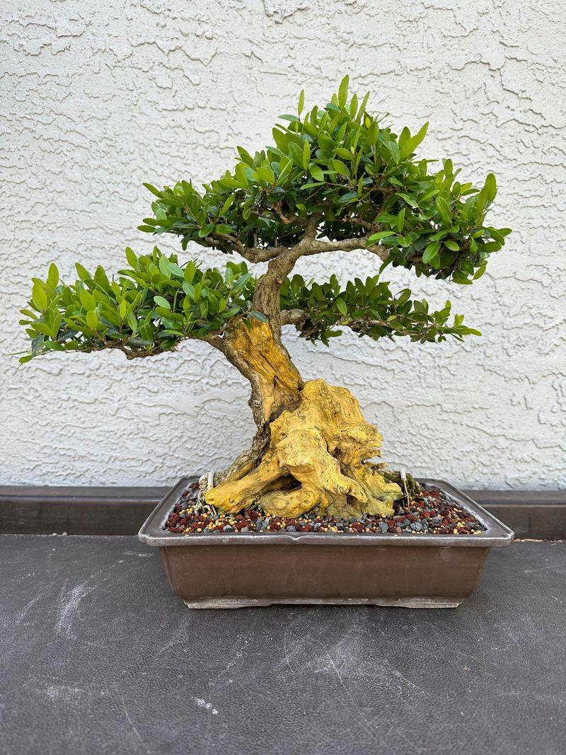 Check Sunlight Before You Blame The Shrub