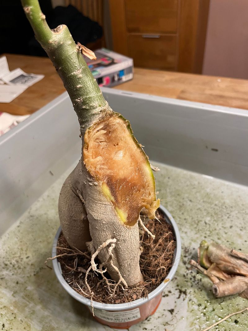 Check The Caudex Before You Water Again Check The Caudex Before You Water Again