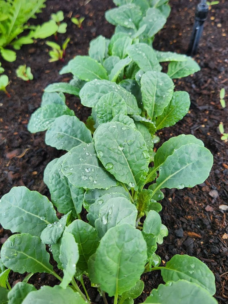 Check The Garden Every Few Days