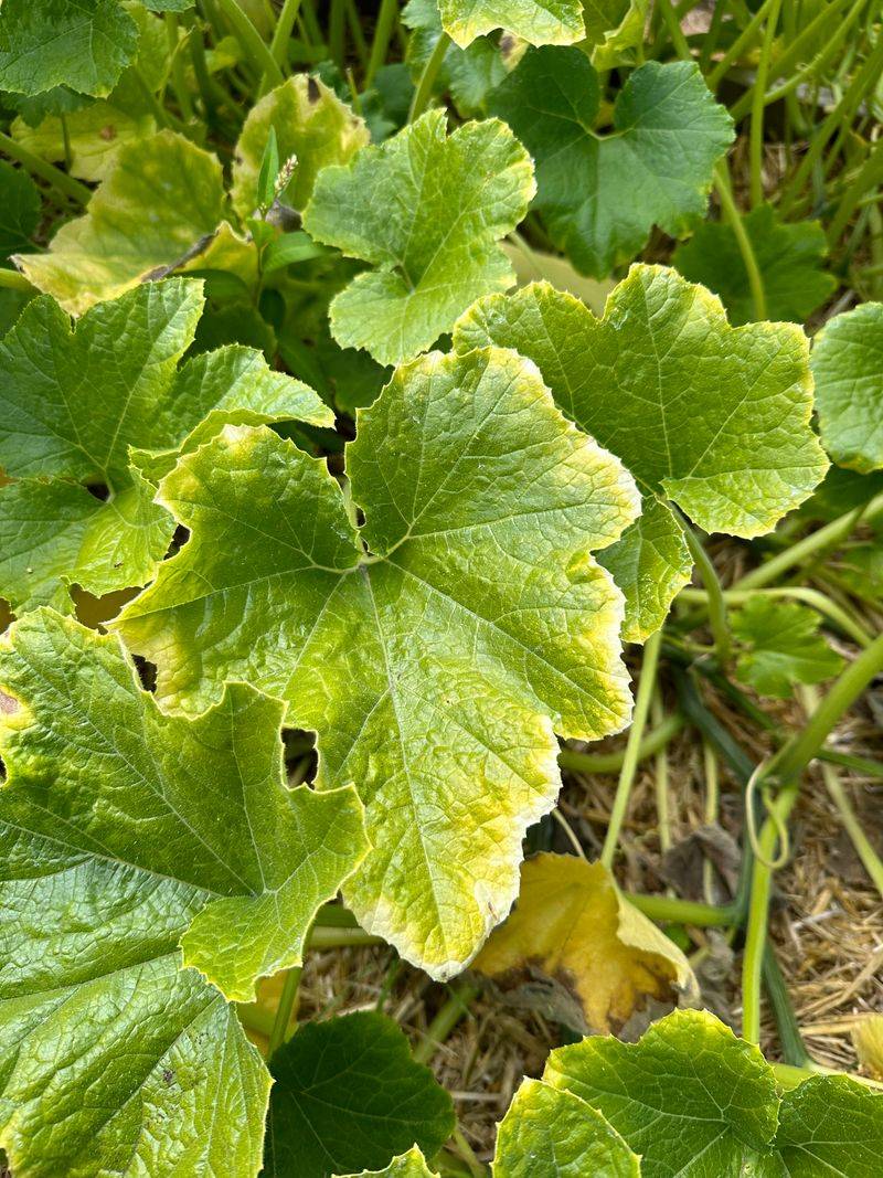 Check The Oldest Leaves Every Few Days Check The Oldest Leaves Every Few Days