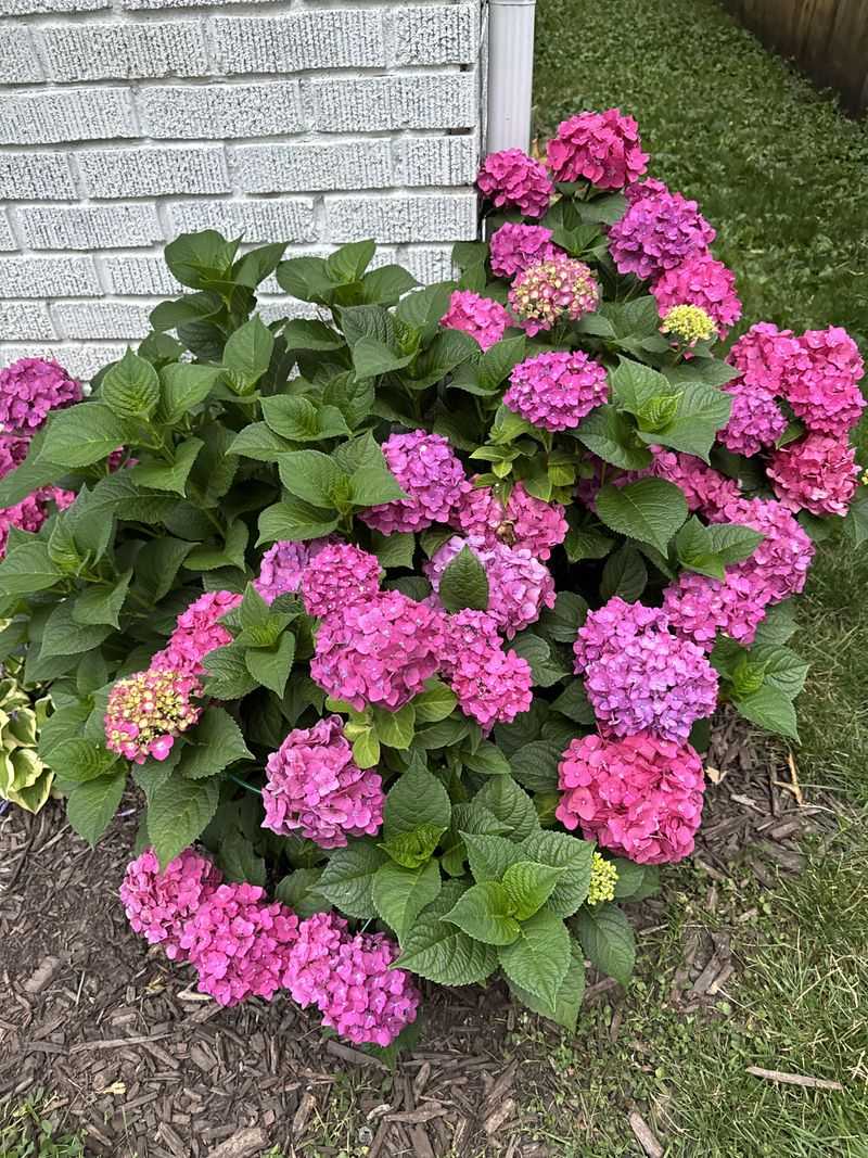Check The Soil Before You Water