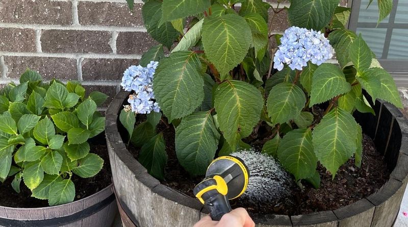 Check The Soil Before You Water Again Check The Soil Before You Water Again
