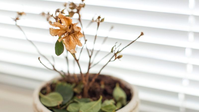 Check The Stems Before You Cut Back Crispy Growth