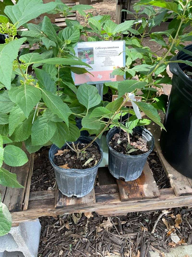 Check The Tag For Callicarpa Americana First