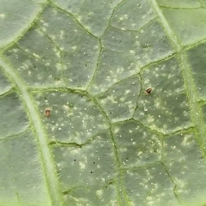 Check The Undersides Of Leaves First