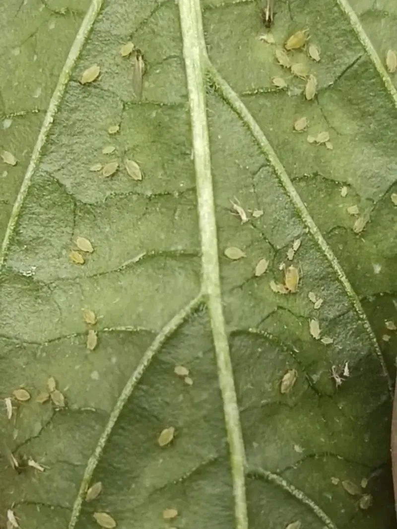 Check The Undersides Of Leaves For Early Pests