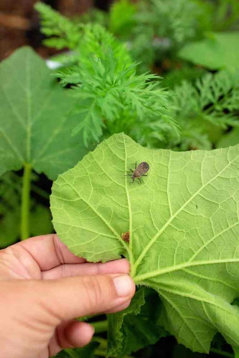 Check The Undersides Of Leaves Check The Undersides Of Leaves