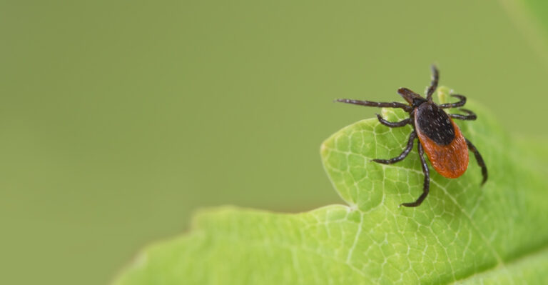 Check These 8 Spots In Your Indiana Yard For Ticks Every Season