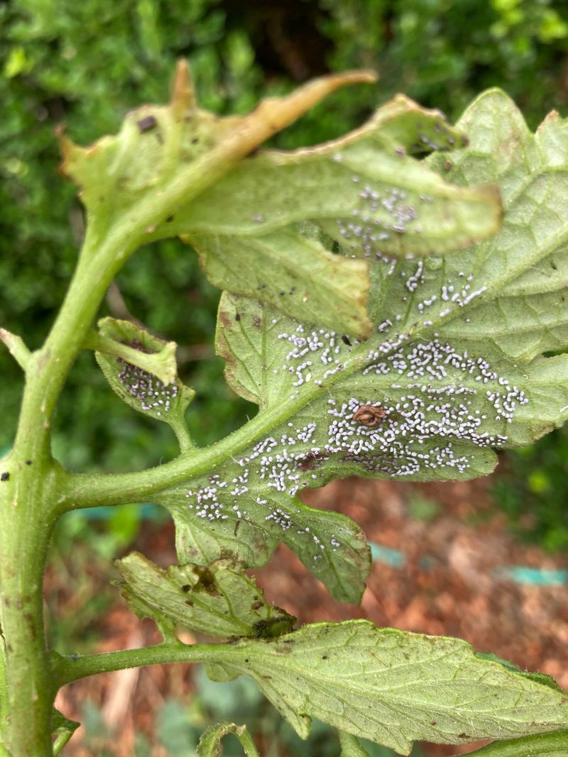 Check Tomato Leaves For Eggs Every Week