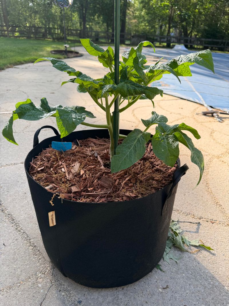 Check Tomatoes For Water Stress Early Check Tomatoes For Water Stress Early