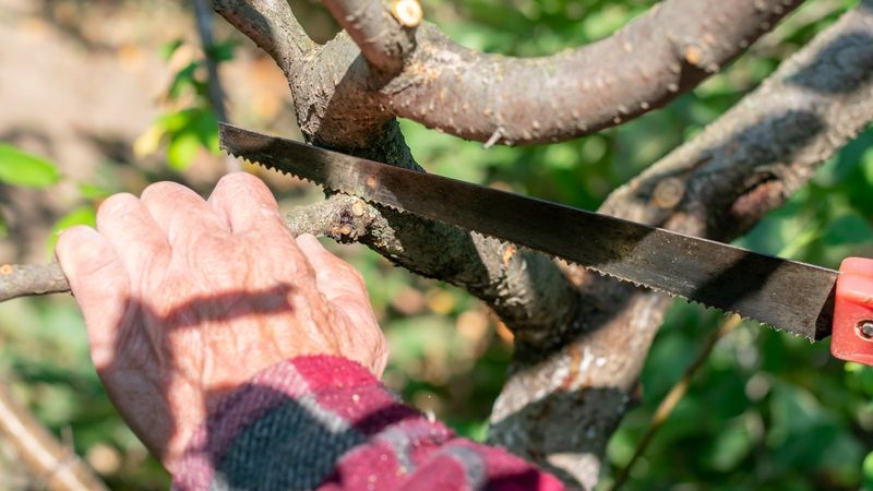 Check Trees Before Storm Season Picks Up