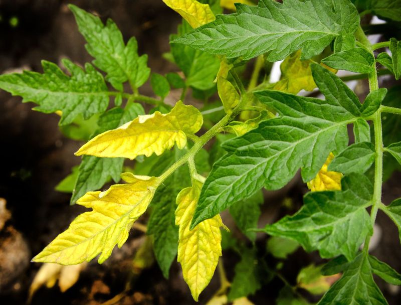Check Whether The Oldest Tomato Leaves Are Yellowing First