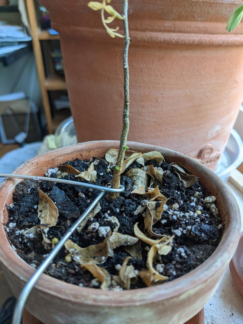 Check Whether The Stems Still Have Green Life