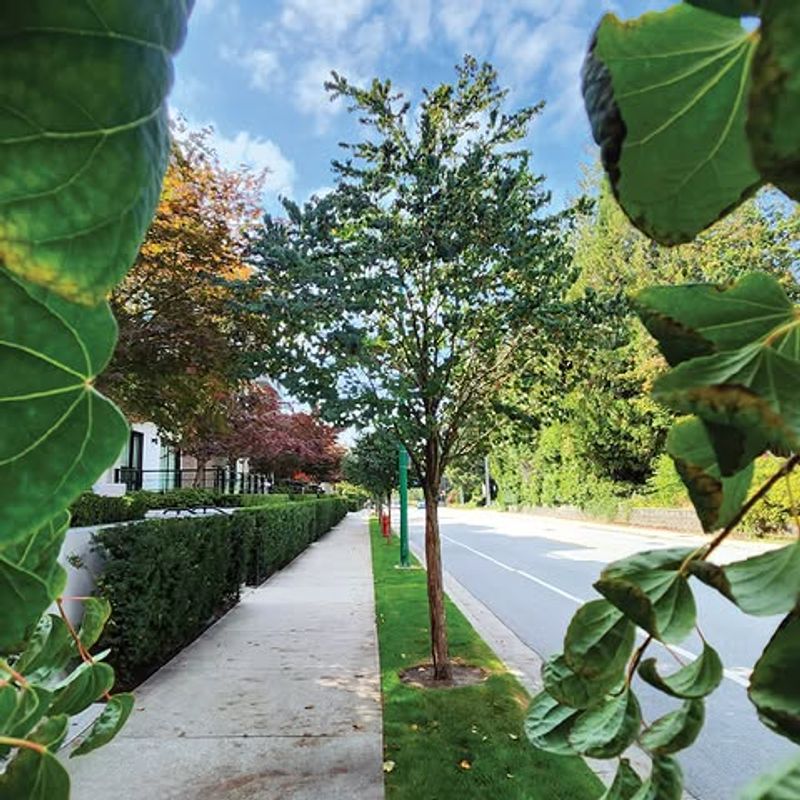 Check Whether The Tree Is In The Public Right-Of-Way Check Whether The Tree Is In The Public Right-Of-Way