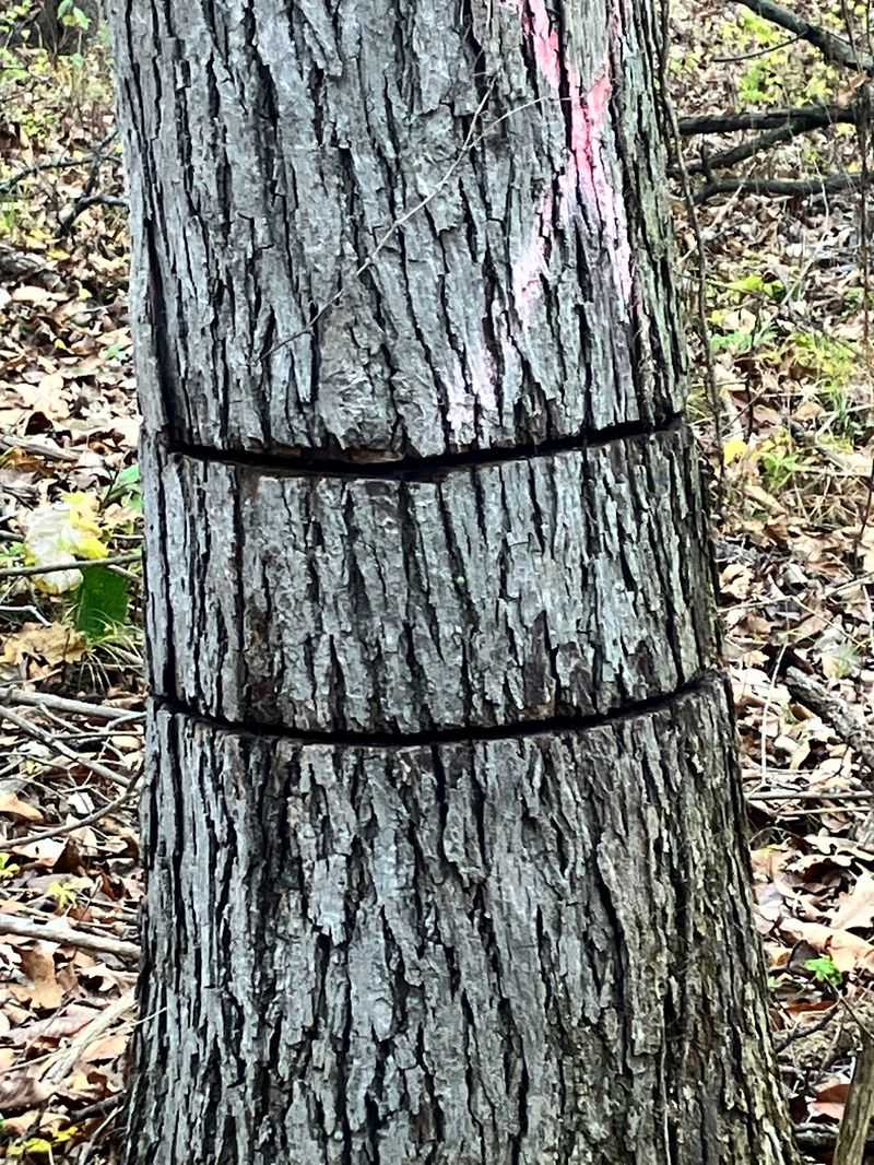Check Whether The Trunk Was Girdled