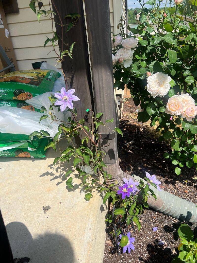 Check Whether The Vine Has A Strong Enough Support