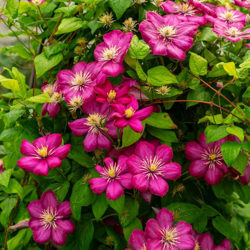 Check Which Pruning Group You Have Check Which Pruning Group You Have