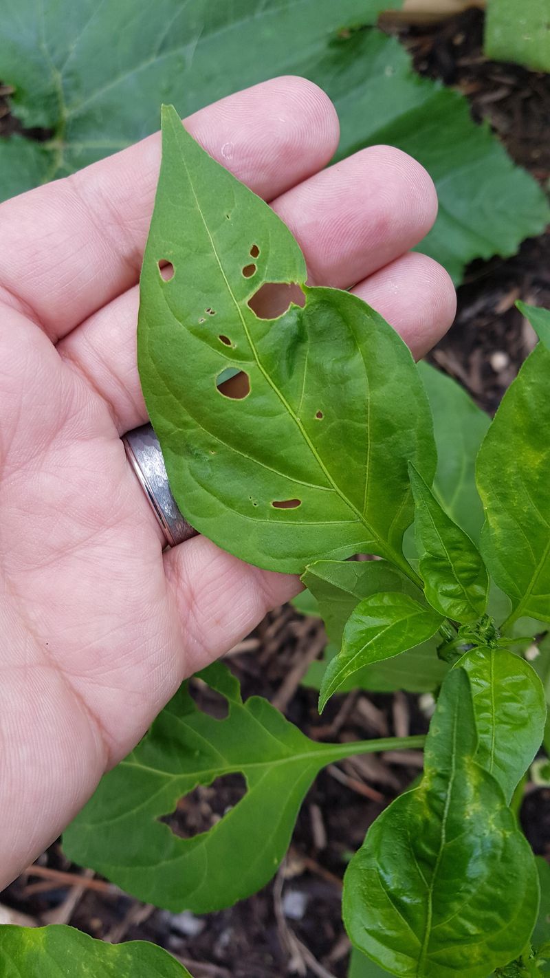 Check Your Pepper Leaves