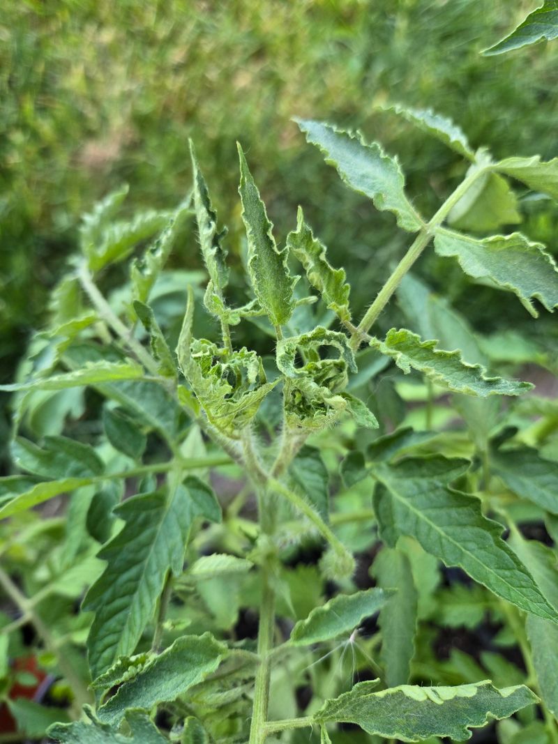 Check Your Plants For Heat Stress Daily Check Your Plants For Heat Stress Daily