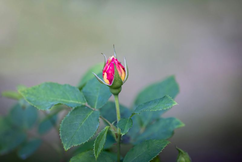 Check Your Soil Before The First Bud Opens Check Your Soil Before The First Bud Opens