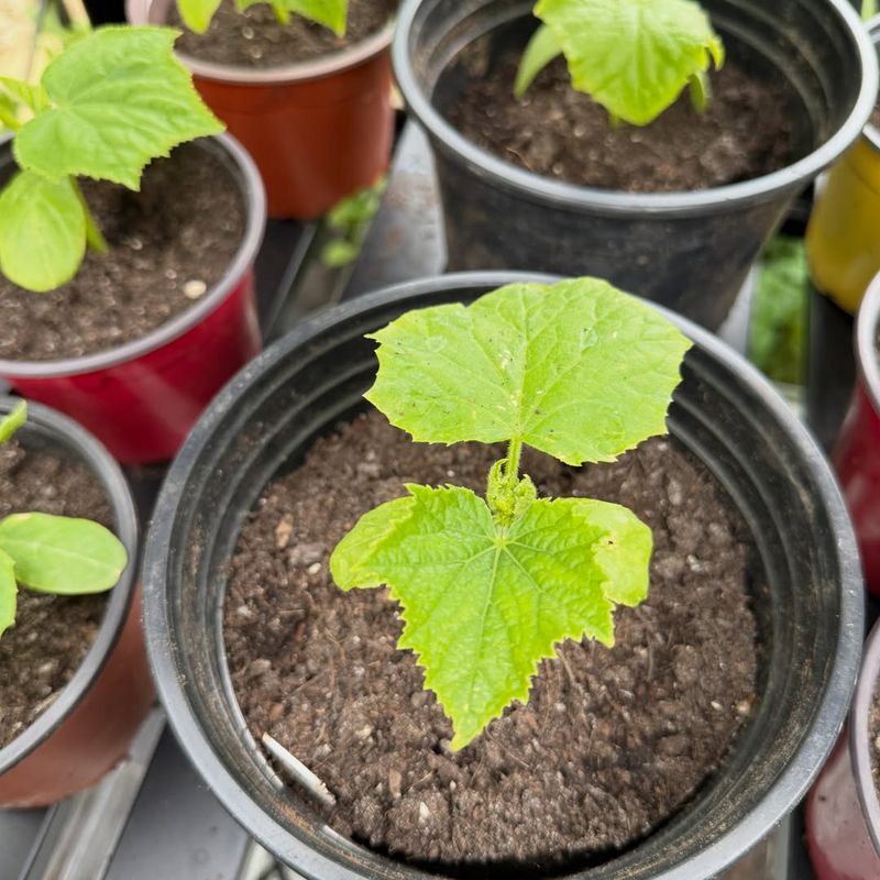 Check Your Soil PH