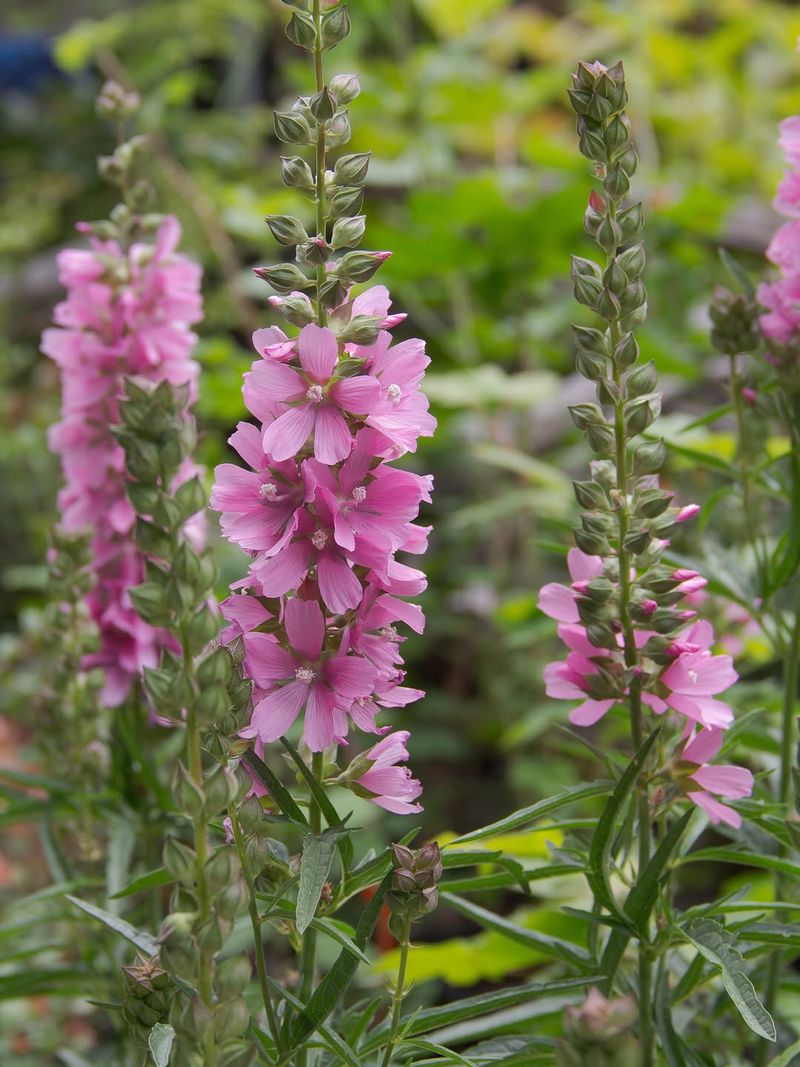 Checkermallow Brings Tall Native Color Checkermallow Brings Tall Native Color