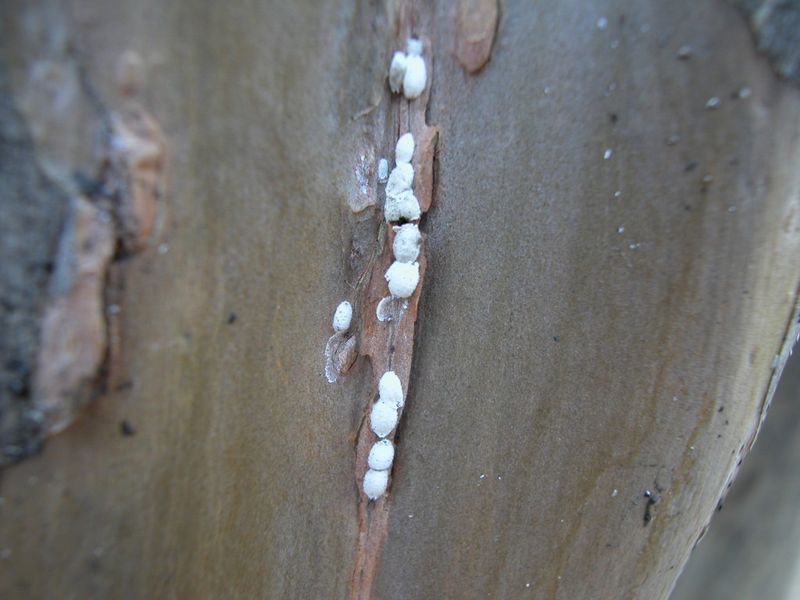 Checking The Bark Helps Confirm The Issue