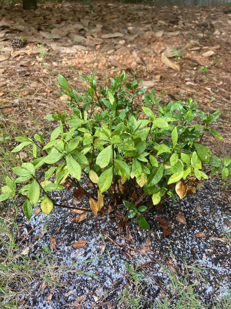 Chelated Iron Helps Correct Iron Chlorosis Chelated Iron Helps Correct Iron Chlorosis