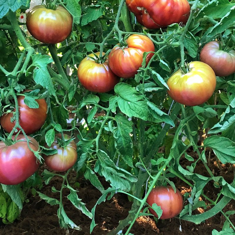 Cherokee Purple Produces Large Flavorful Fruits