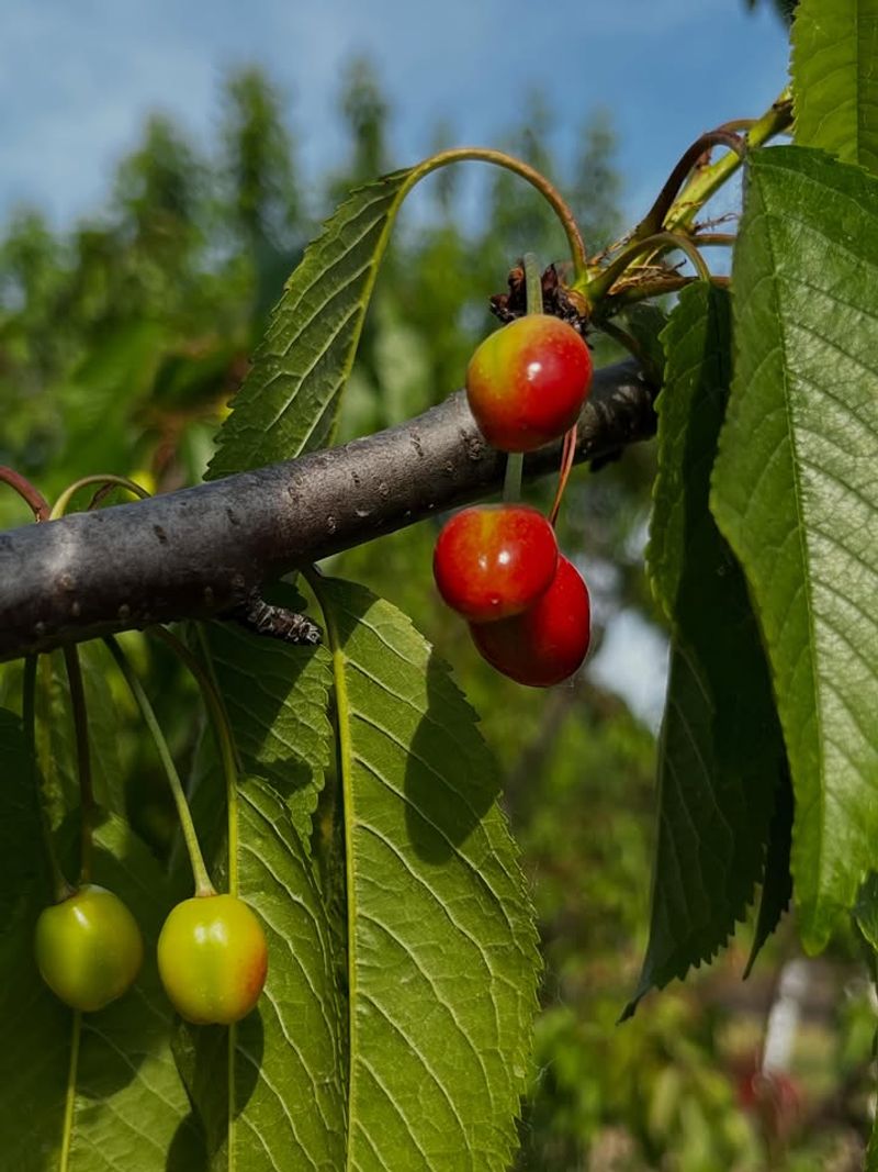 Cherries Cherries