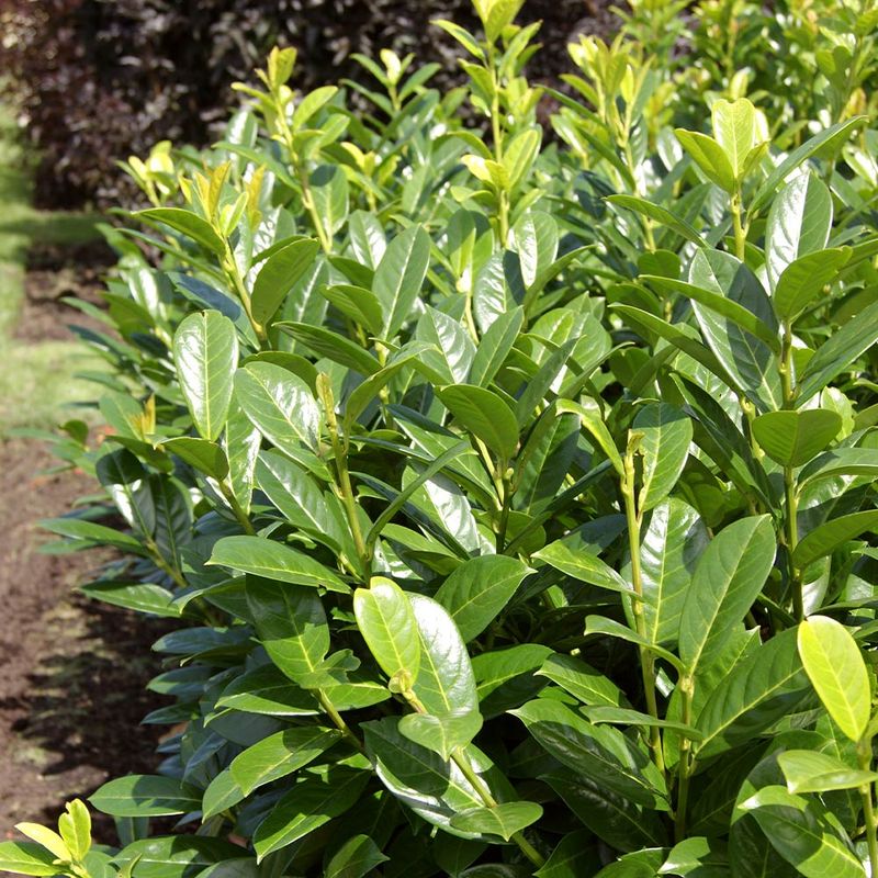 Cherry Laurel