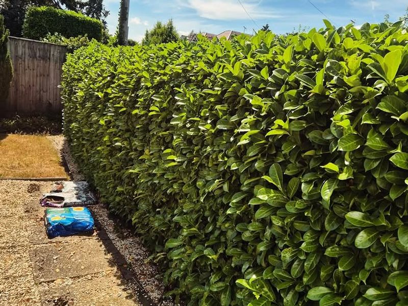 Cherry Laurel Becomes A Constant Trimming Job
