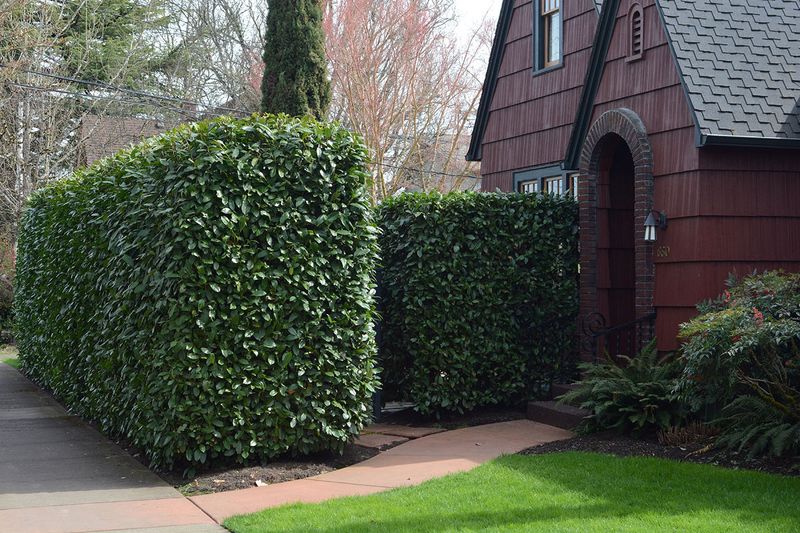 Cherry Laurel Can Outgrow A Narrow Fence Strip Cherry Laurel Can Outgrow A Narrow Fence Strip