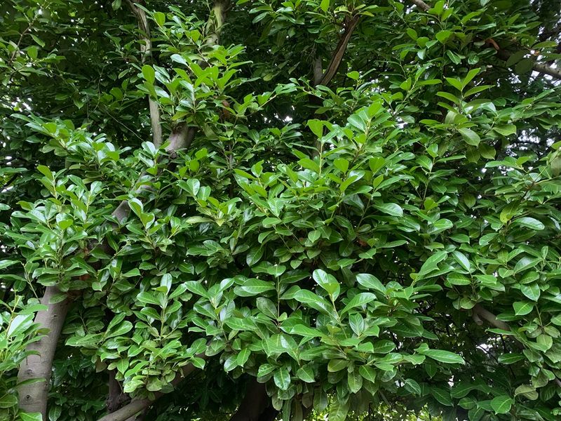 Cherry Laurel Slips Into Natural Areas Cherry Laurel Slips Into Natural Areas