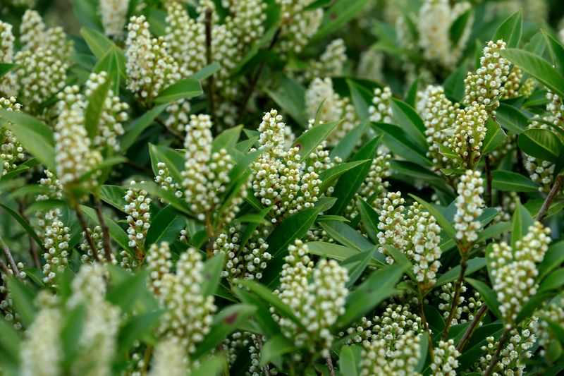 Cherry Laurel