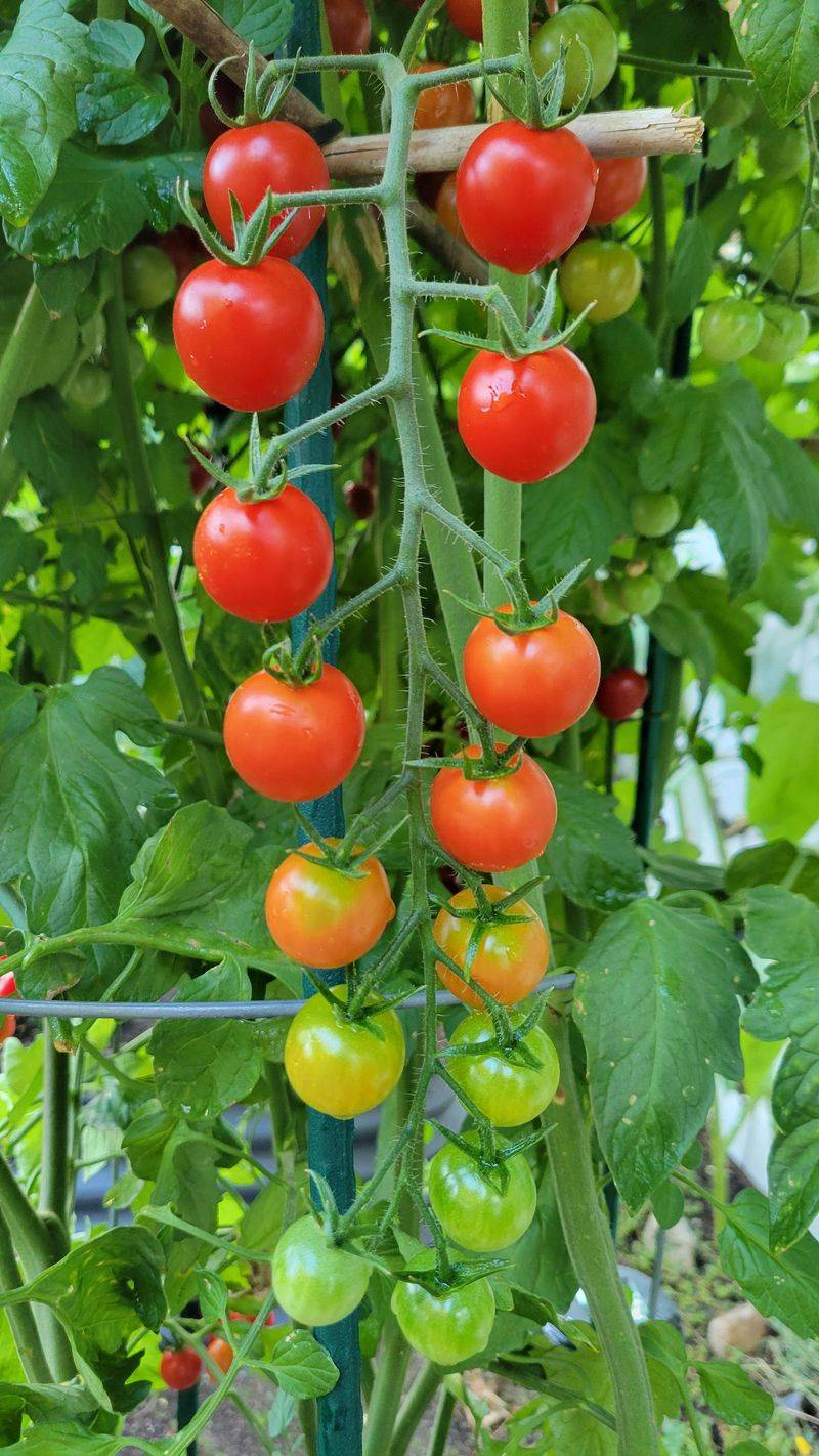 Cherry Tomatoes Are Often The Safest Indeterminate Choice