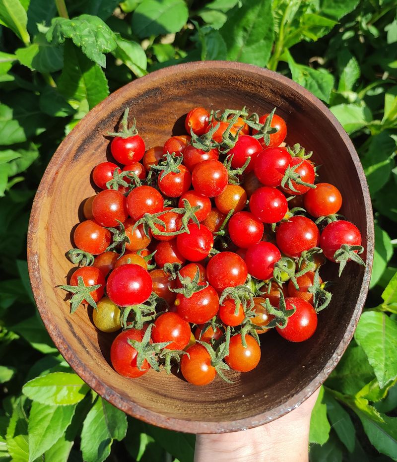 Cherry Tomatoes Beat Store-Bought Ones Every Time