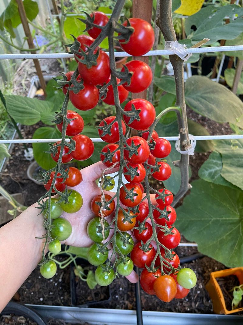 Cherry Tomatoes Keep Picking Baskets Busy Cherry Tomatoes Keep Picking Baskets Busy