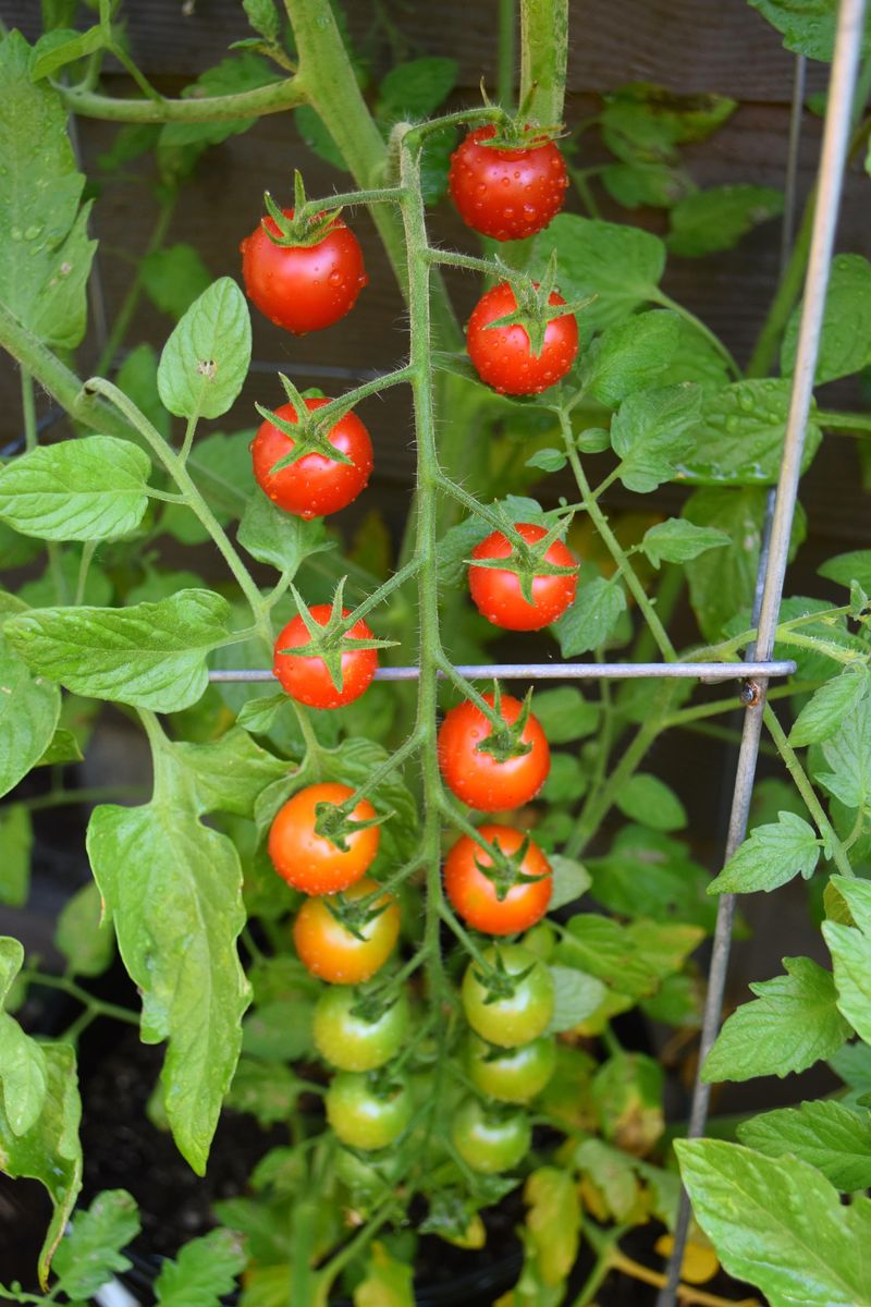 Cherry Tomatoes Produce Big Harvests In Tall Cages