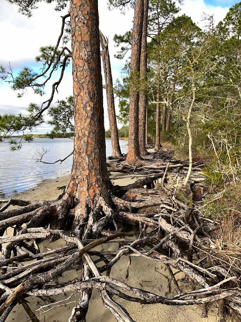 Chesapeake Bay Preservation Area Trees Chesapeake Bay Preservation Area Trees