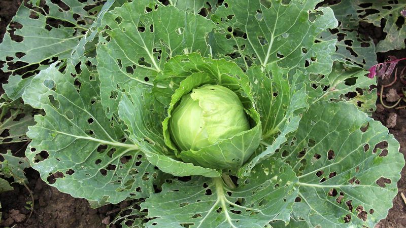 Chewed Holes Show Up On Cabbage Leaves