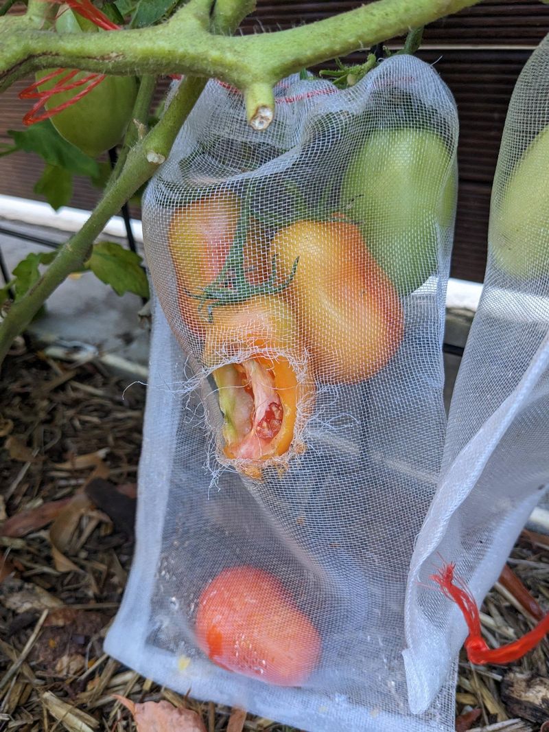 Chewed Or Damaged Fruit