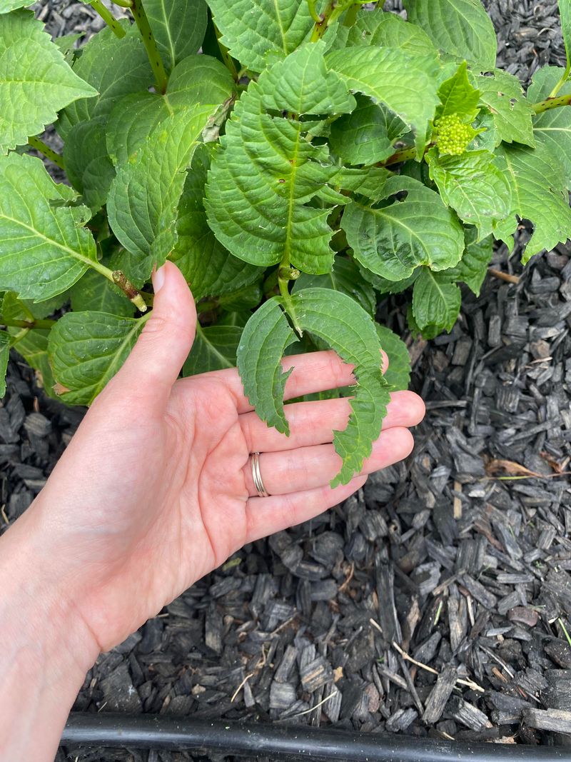 Chewed Or Folded Leaves Chewed Or Folded Leaves